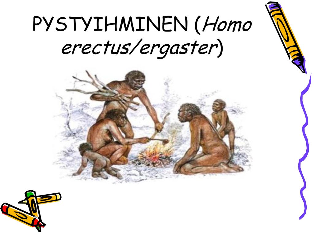 PYSTYIHMINEN (Homo erectus/ergaster)