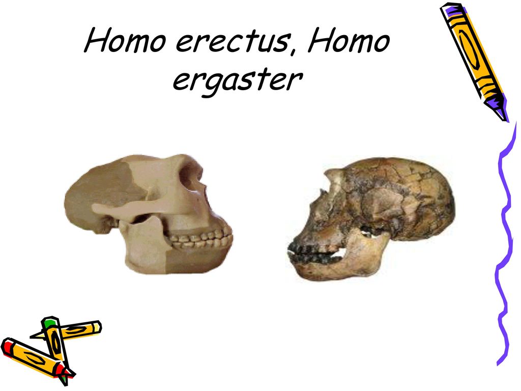 Homo erectus, Homo ergaster