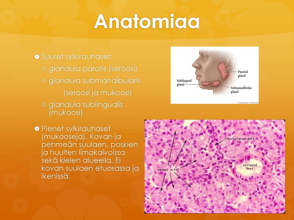 Anatomiaa Suuret sylkirauhaset: glandula parotis (seroosi)
