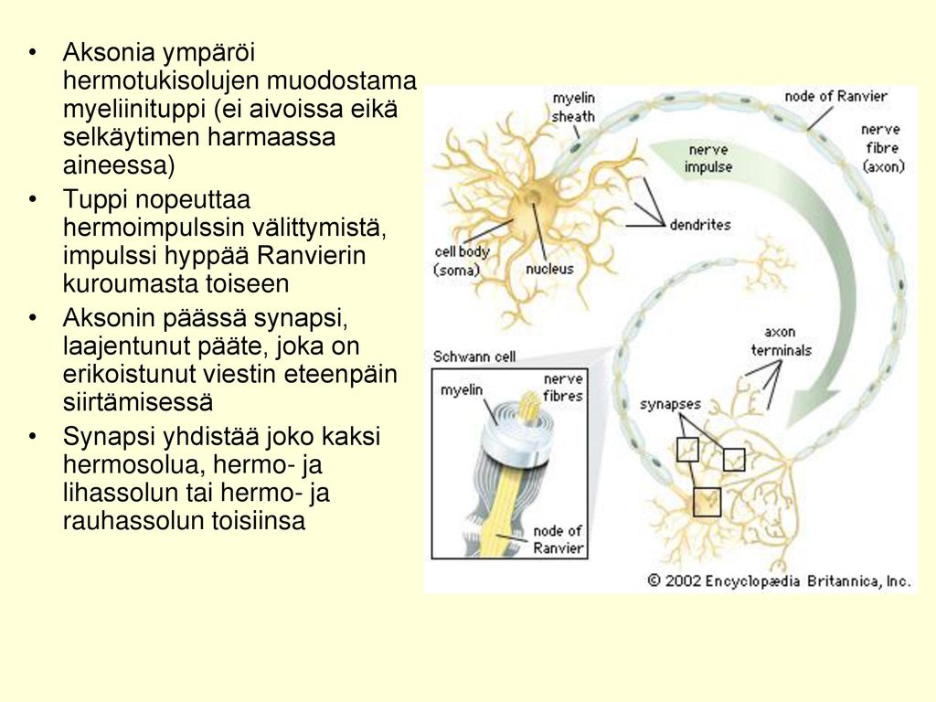 Aksonia ympäröi hermotukisolujen muodostama myeliinituppi (ei aivoissa eikä selkäytimen harmaassa aineessa)