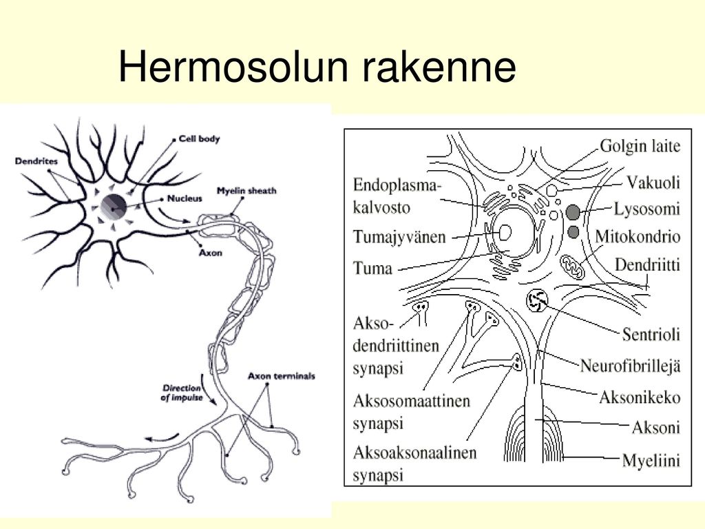 Hermosolun rakenne