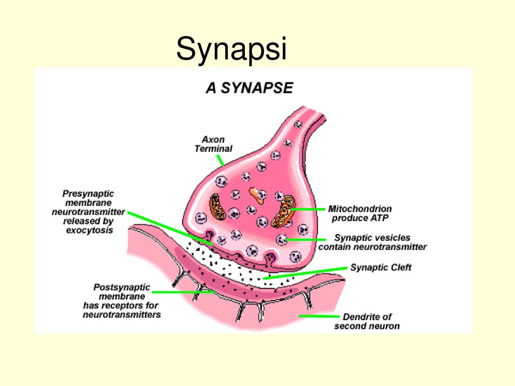 Synapsi