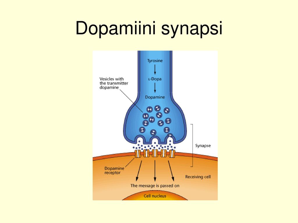Dopamiini synapsi
