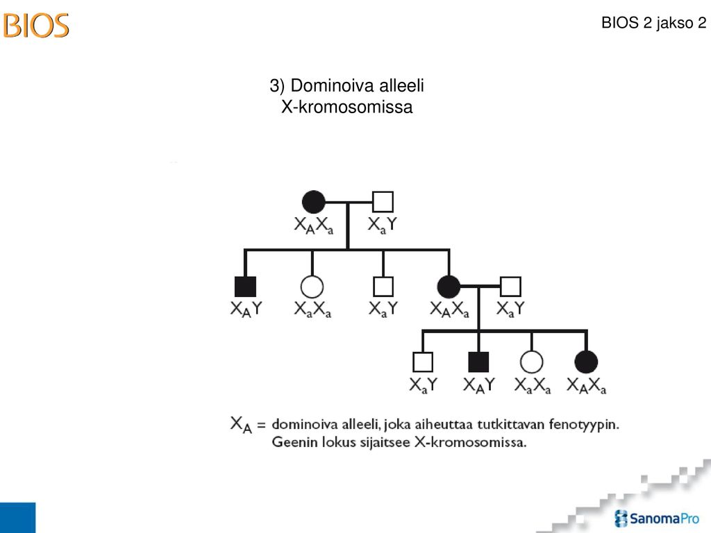 3) Dominoiva alleeli X-kromosomissa 10