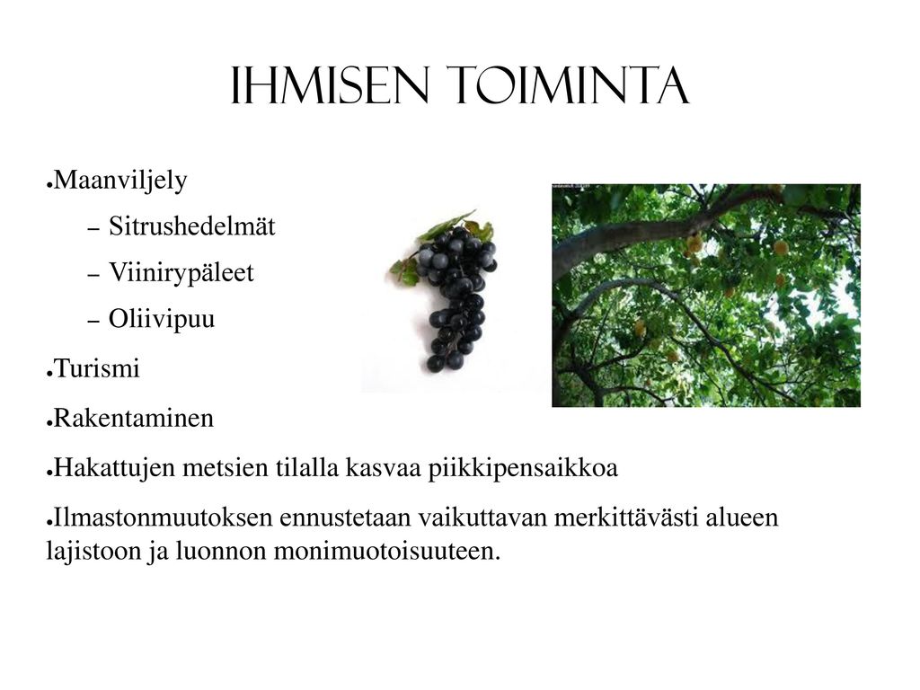 Ihmisen toiminta Maanviljely Sitrushedelmät Viinirypäleet Oliivipuu