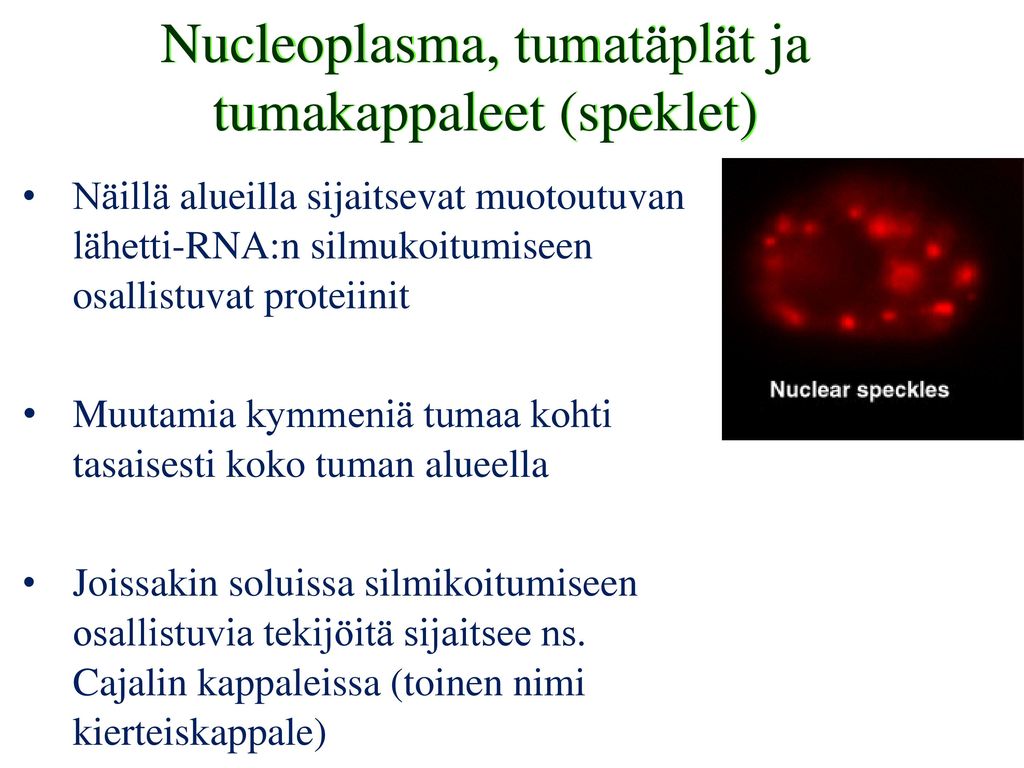 Tumalima l. nukleoplasma