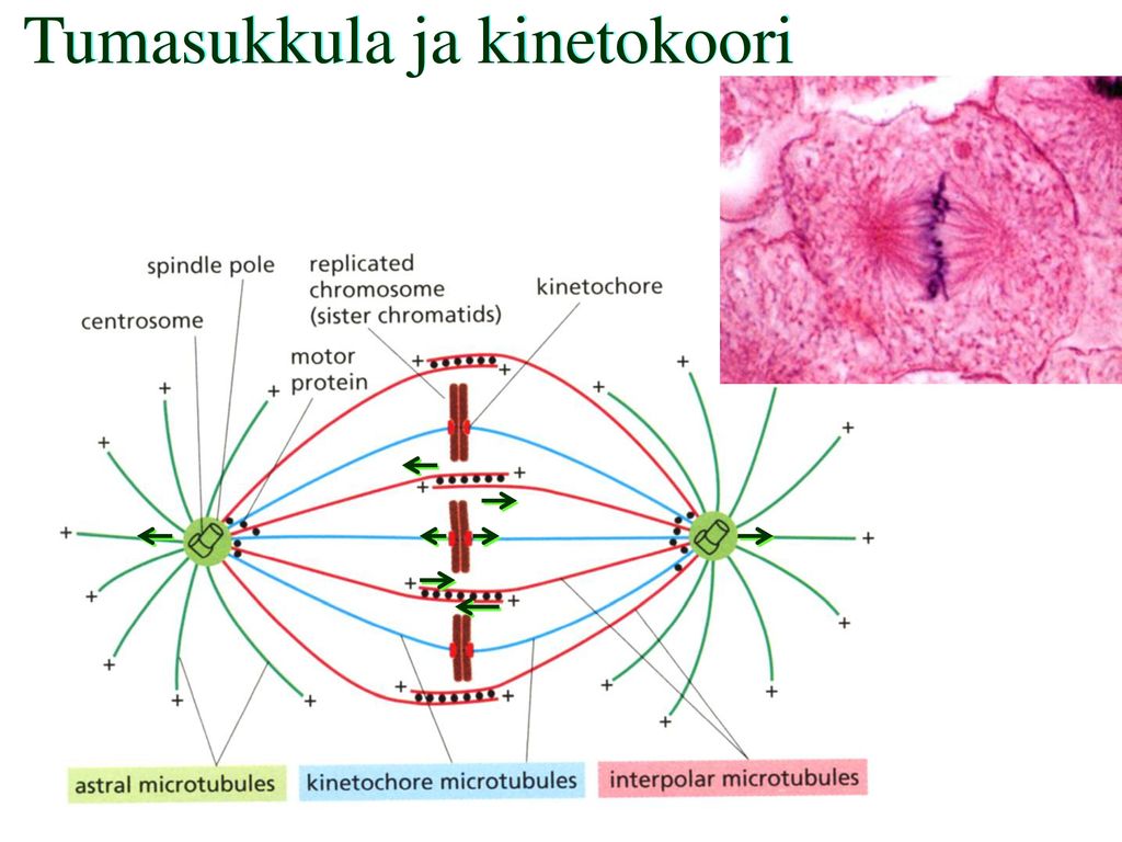 Mitoosin vaiheet sentro- somi tuma- kotelo sentro-somi tumakotelon