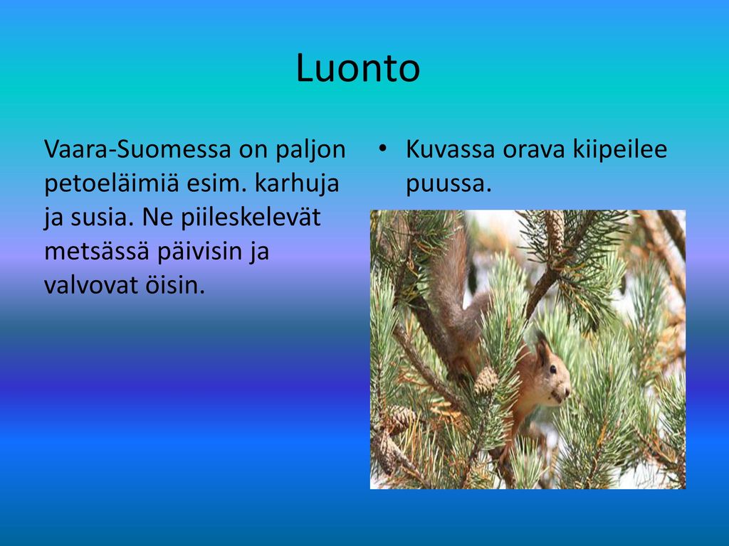 Luonto Vaara-Suomessa on paljon petoeläimiä esim. karhuja ja susia. Ne piileskelevät metsässä päivisin ja valvovat öisin.
