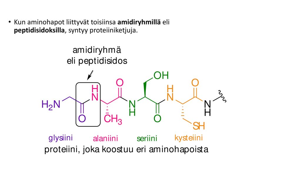 Kun aminohapot liittyvät toisiinsa amidiryhmillä eli peptidisidoksilla, syntyy proteiiniketjuja.