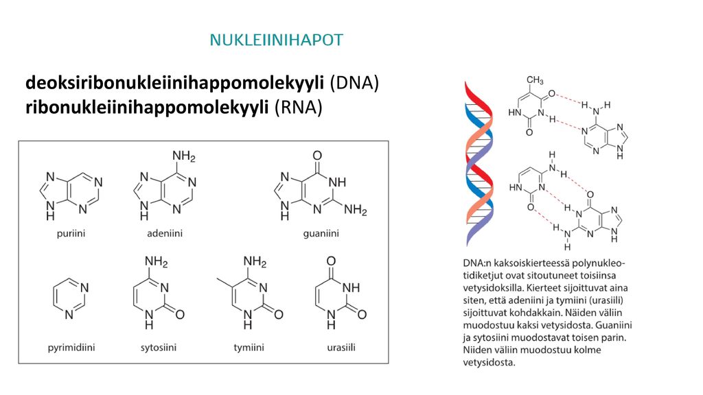 deoksiribonukleiinihappomolekyyli (DNA) ribonukleiinihappomolekyyli (RNA)