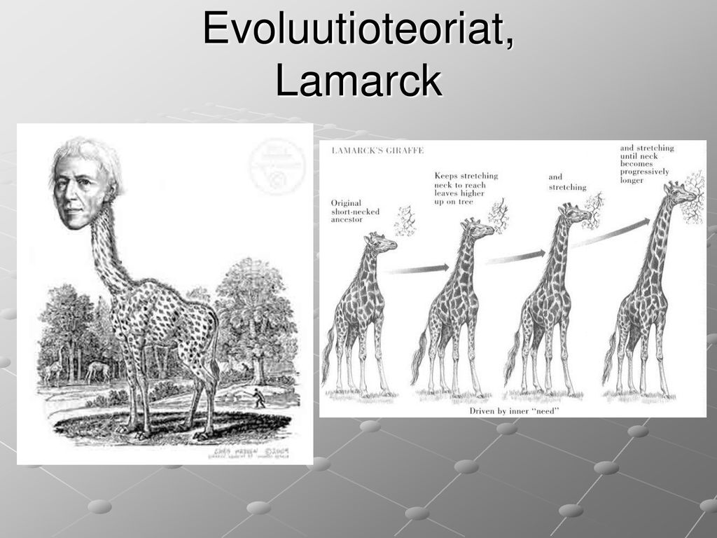 Evoluutioteoriat, Lamarck
