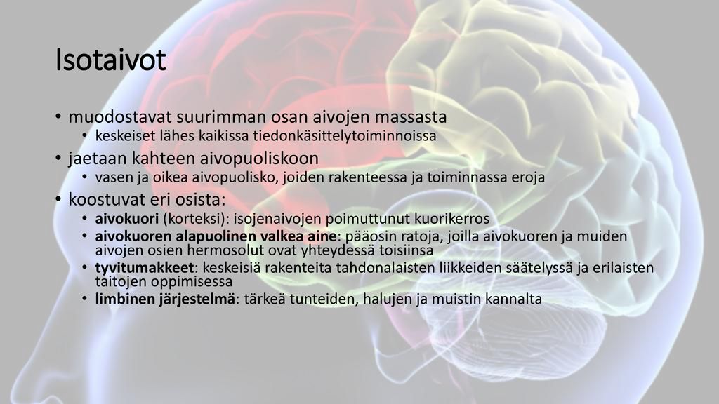Isotaivot muodostavat suurimman osan aivojen massasta