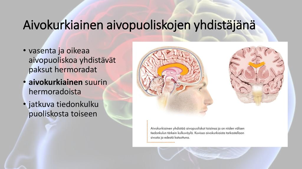 Aivokurkiainen aivopuoliskojen yhdistäjänä