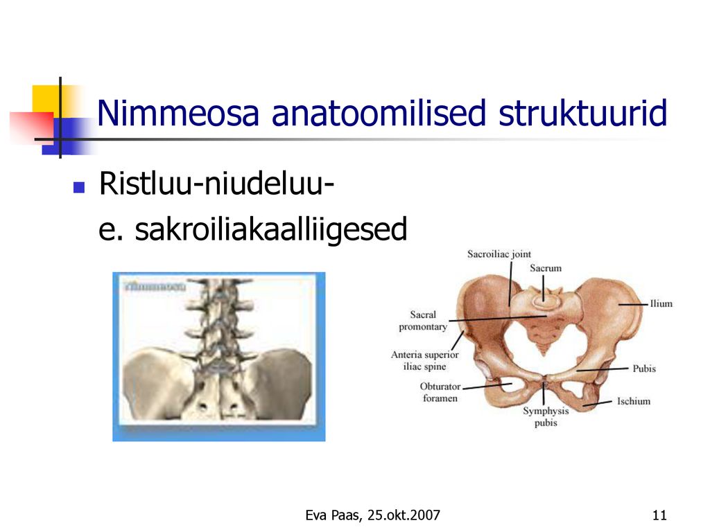 Nimmeosa anatoomilised struktuurid