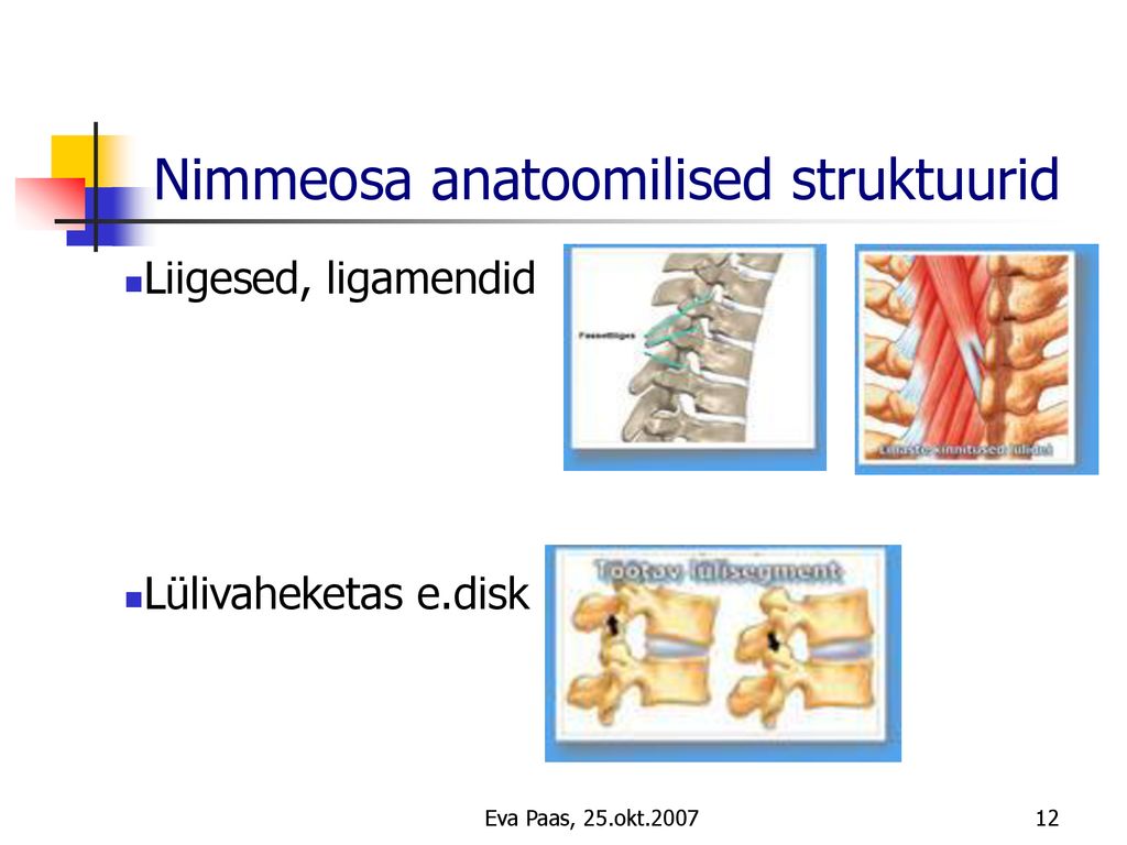 Nimmeosa anatoomilised struktuurid