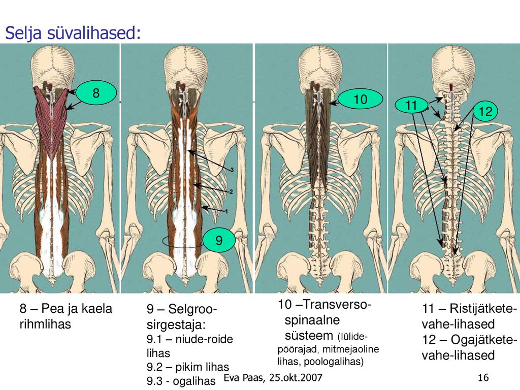 Selja süvalihased: –Transverso- spinaalne