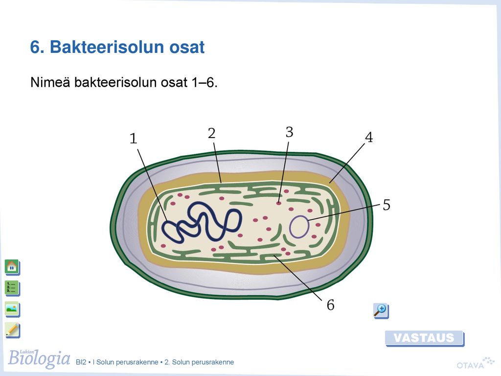 6. Bakteerisolun osat Nimeä bakteerisolun osat 1–6.
