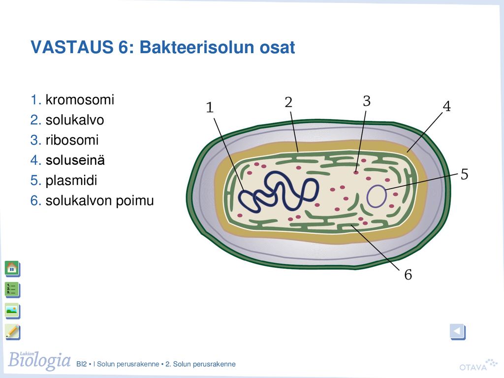 VASTAUS 6: Bakteerisolun osat