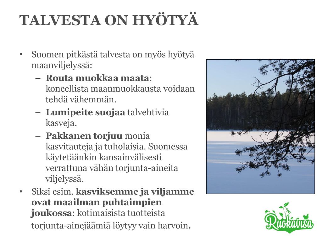 TALVESTA ON HYÖTYÄ Suomen pitkästä talvesta on myös hyötyä maanviljelyssä: Routa muokkaa maata: koneellista maanmuokkausta voidaan tehdä vähemmän.