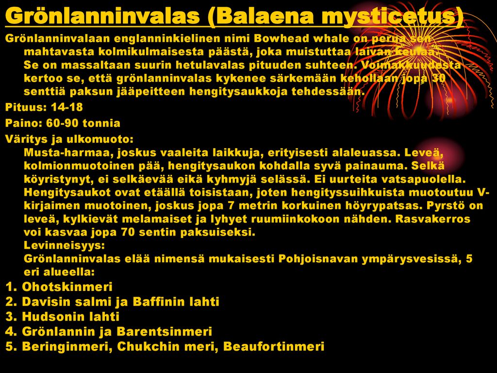 Grönlanninvalas (Balaena mysticetus)