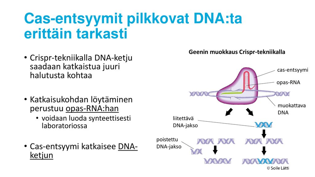 Cas-entsyymit pilkkovat DNA:ta erittäin tarkasti