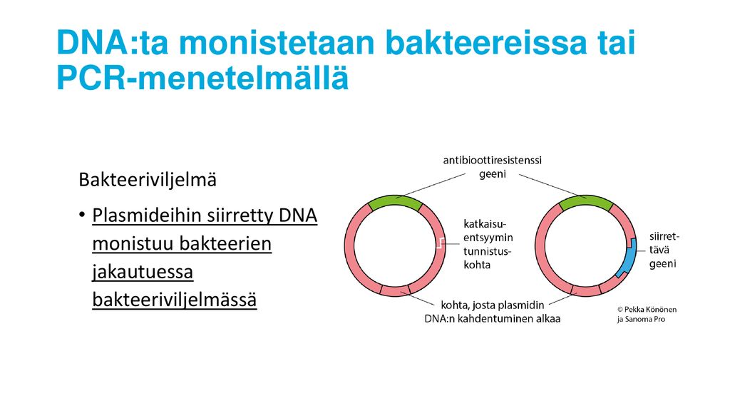 DNA:ta monistetaan bakteereissa tai PCR-menetelmällä