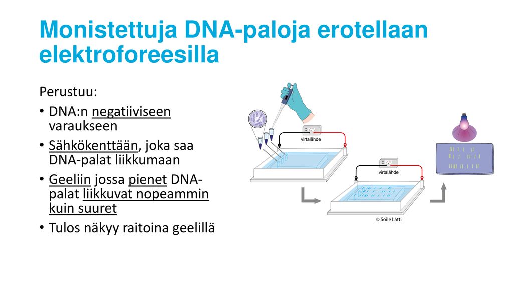 Monistettuja DNA-paloja erotellaan elektroforeesilla