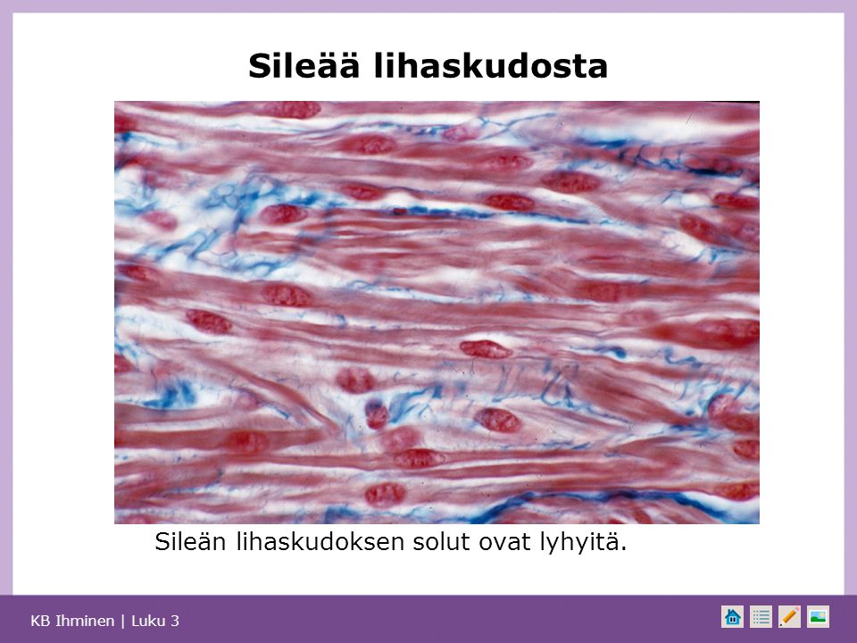Sileää lihaskudosta Sileän lihaskudoksen solut ovat lyhyitä.