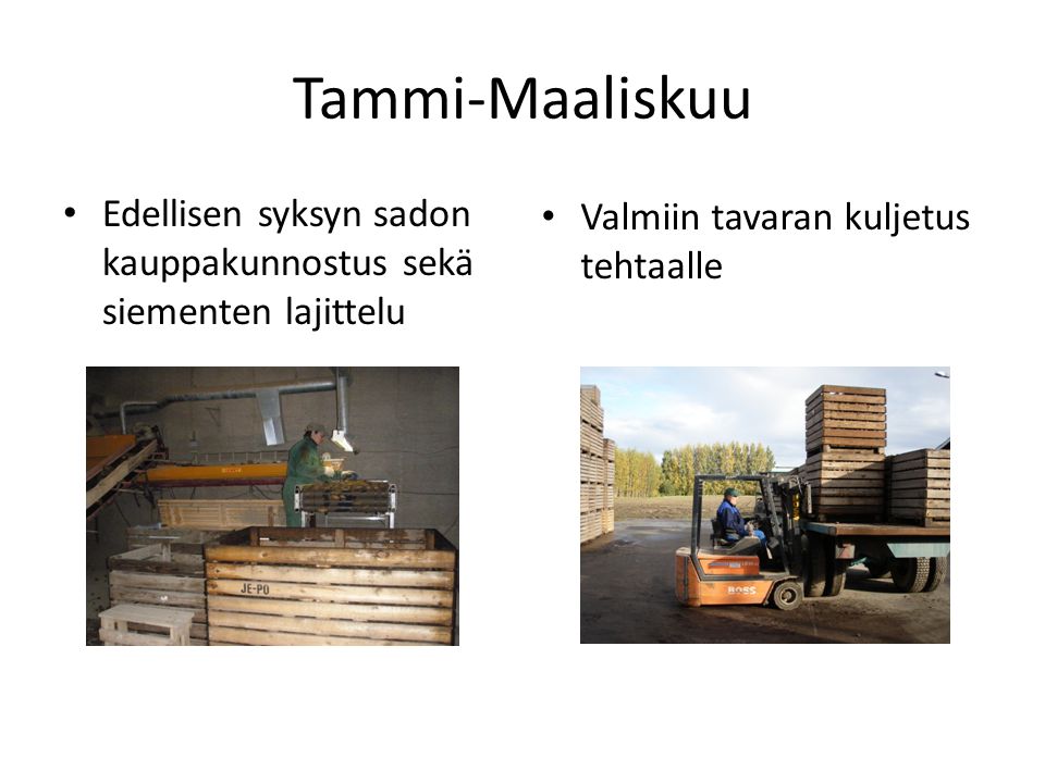 Tammi-Maaliskuu Edellisen syksyn sadon kauppakunnostus sekä siementen lajittelu.