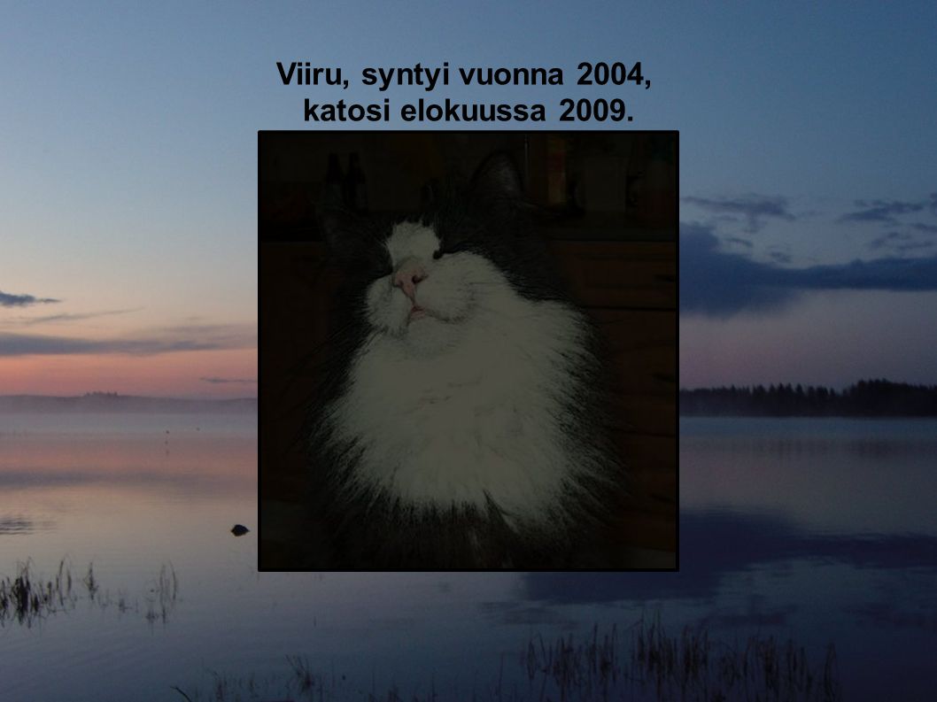 Viiru, syntyi vuonna 2004, katosi elokuussa 2009.