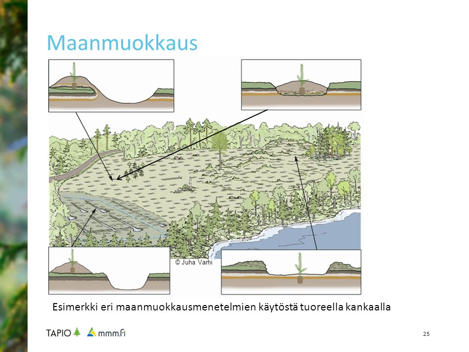 Maanmuokkaus © Juha Varhi Esimerkki eri maanmuokkausmenetelmien käytöstä tuoreella kankaalla