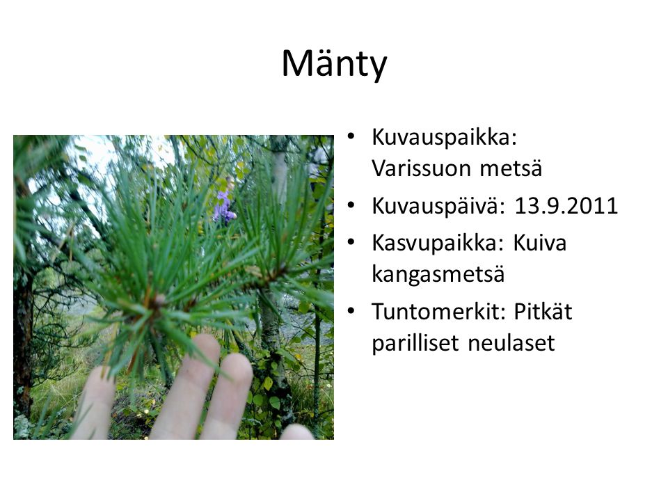 Mänty Kuvauspaikka: Varissuon metsä Kuvauspäivä: