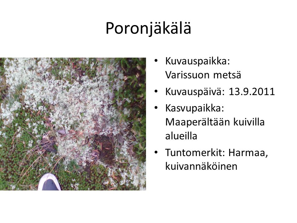 Poronjäkälä Kuvauspaikka: Varissuon metsä Kuvauspäivä: