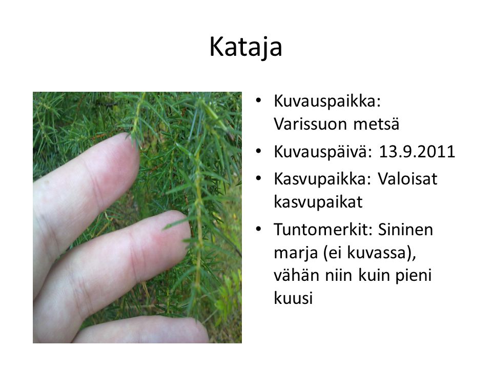 Kataja Kuvauspaikka: Varissuon metsä Kuvauspäivä:
