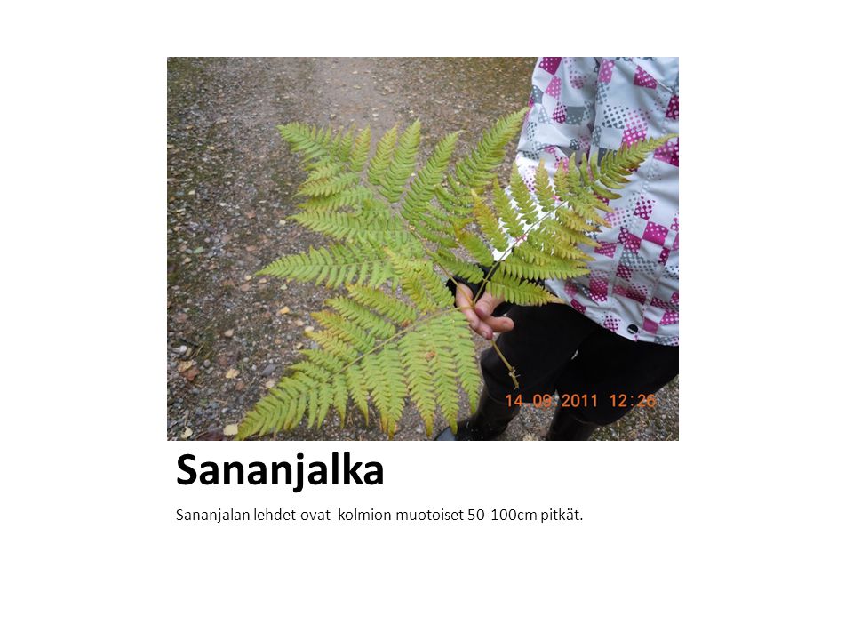 Sananjalka Sananjalan lehdet ovat kolmion muotoiset cm pitkät.