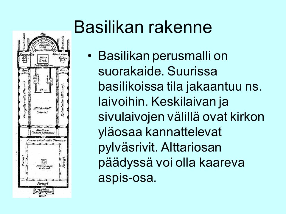 Basilikan rakenne