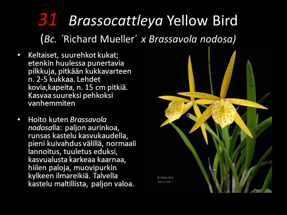 31 Brassocattleya Yellow Bird (Bc