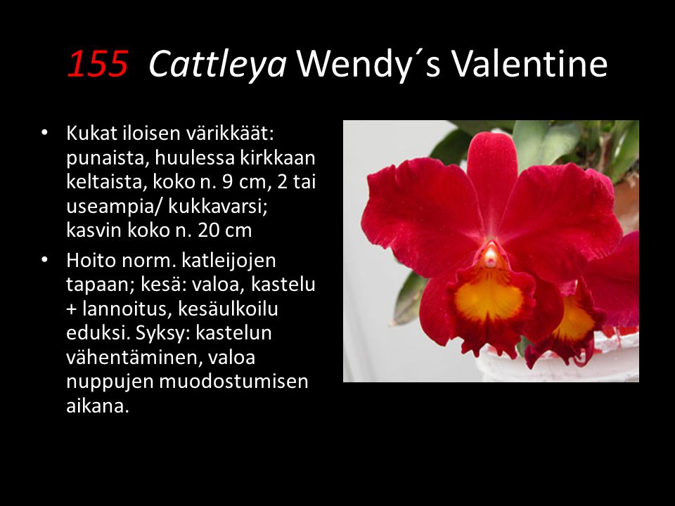 155 Cattleya Wendy´s Valentine