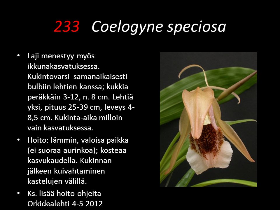 233 Coelogyne speciosa