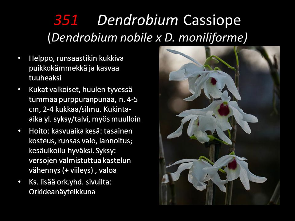 351 Dendrobium Cassiope (Dendrobium nobile x D. moniliforme)