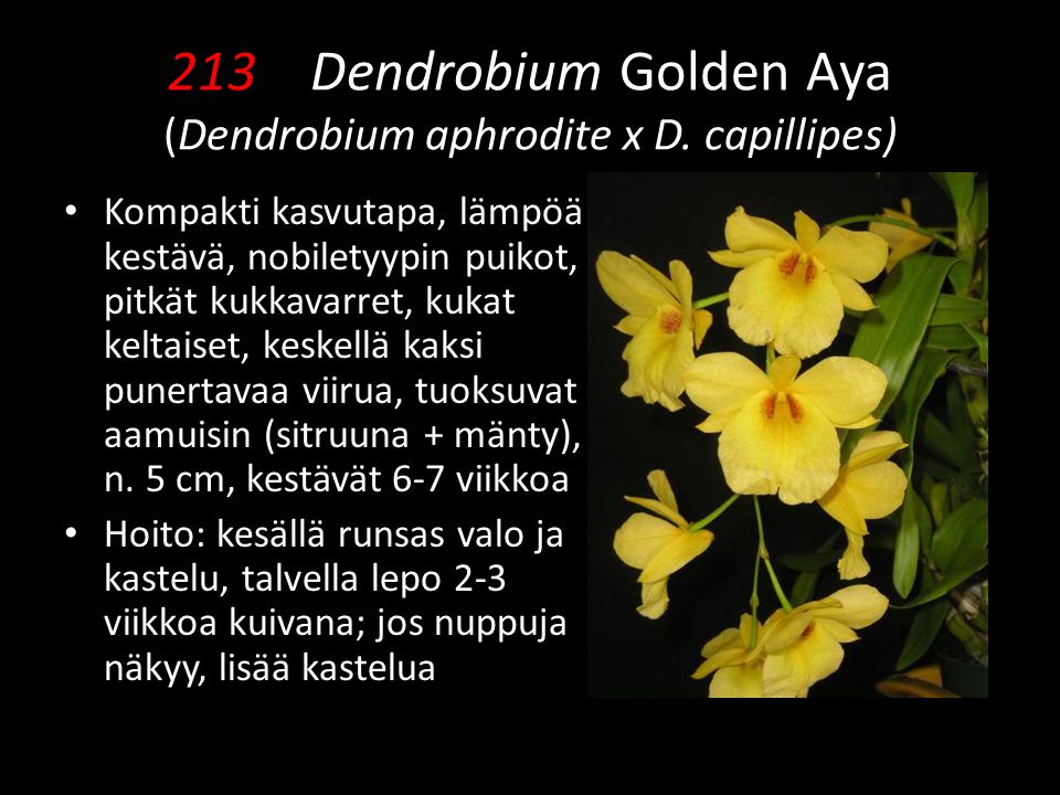 213 Dendrobium Golden Aya (Dendrobium aphrodite x D. capillipes)