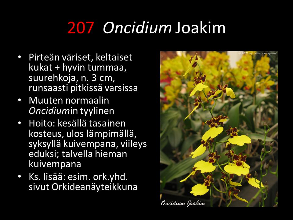 207 Oncidium Joakim Pirteän väriset, keltaiset kukat + hyvin tummaa, suurehkoja, n. 3 cm, runsaasti pitkissä varsissa.
