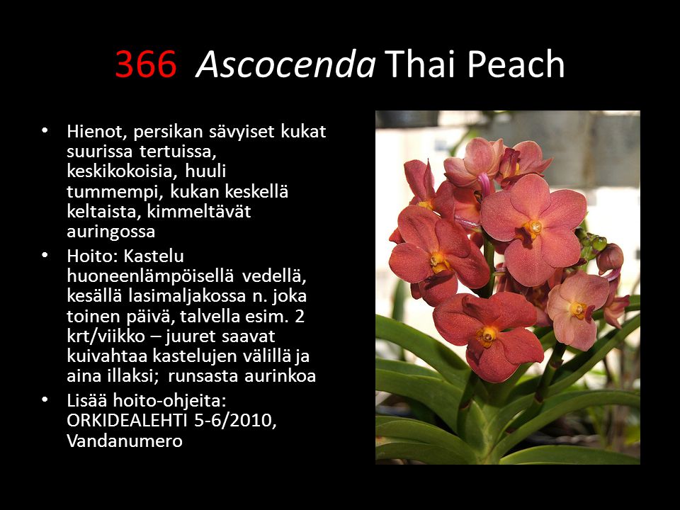 366 Ascocenda Thai Peach