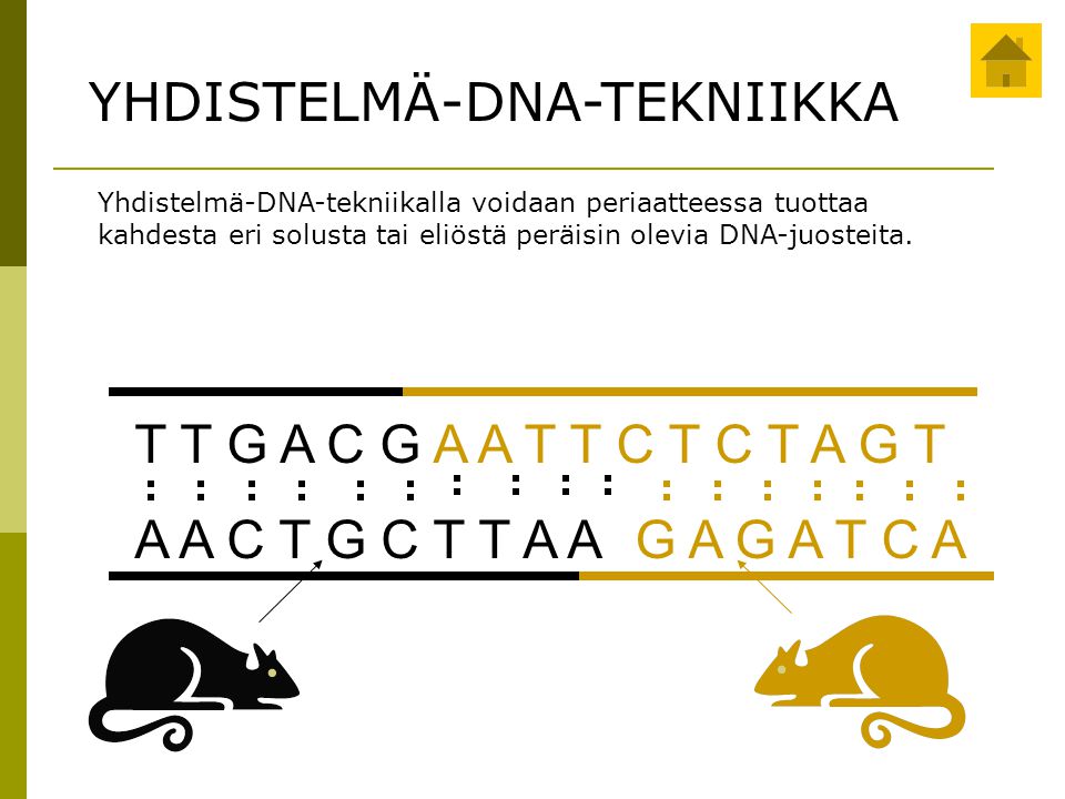 YHDISTELMÄ-DNA-TEKNIIKKA