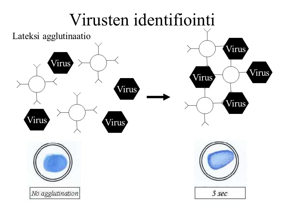Virusten identifiointi