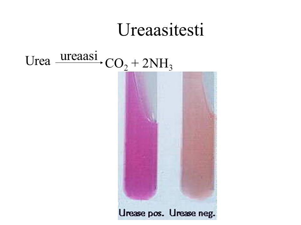 Ureaasitesti ureaasi Urea CO2 + 2NH3