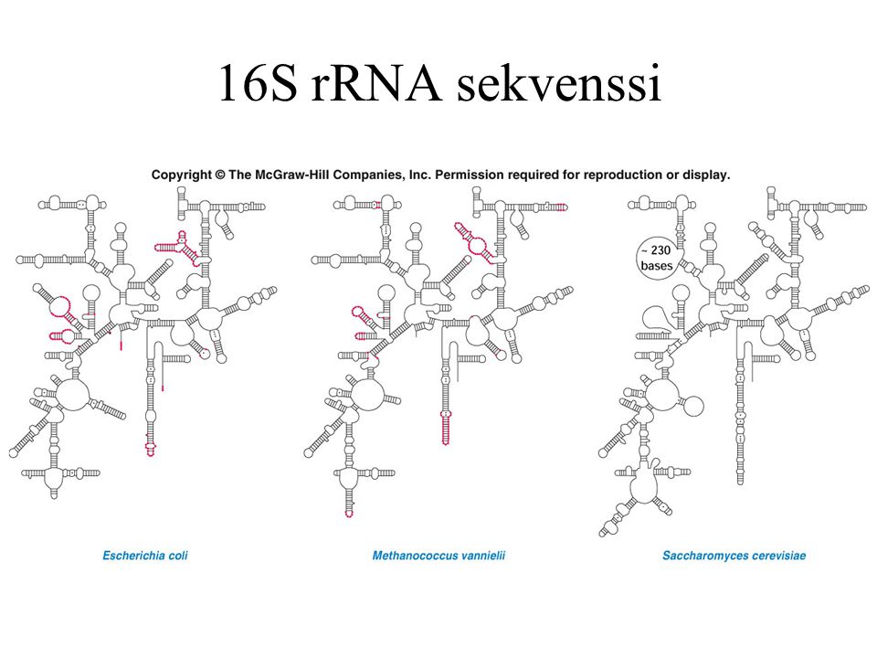 16S rRNA sekvenssi