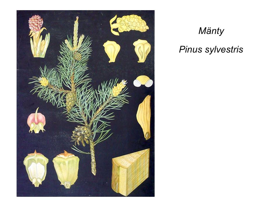 Mänty Pinus sylvestris