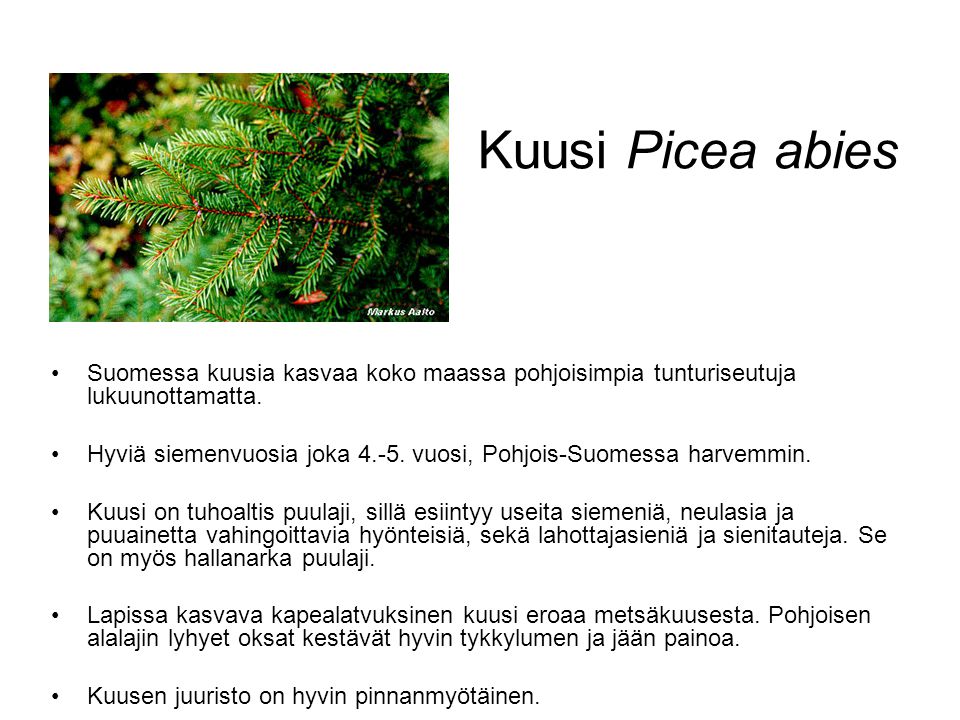 Kuusi Picea abies Suomessa kuusia kasvaa koko maassa pohjoisimpia tunturiseutuja lukuunottamatta.