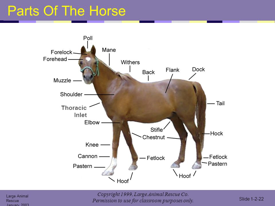 Parts Of The Horse Thoracic Inlet